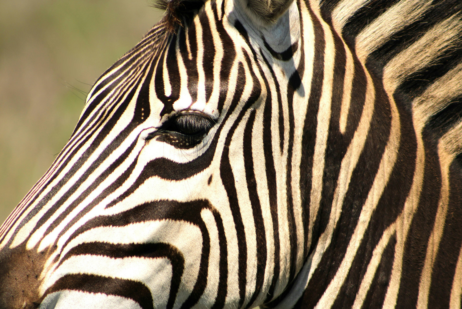 A zebra - Stress Awareness Day 2025