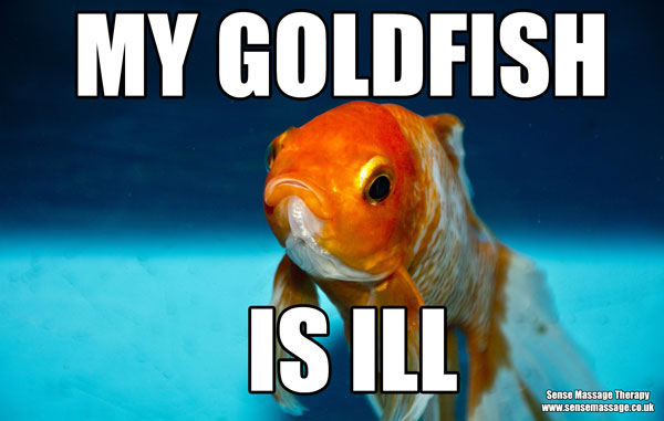 Goldfish meme