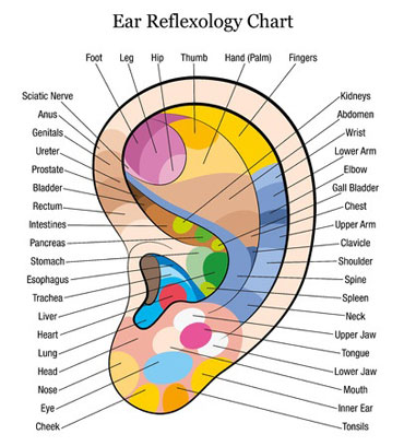 Ear Reflexology chart mapping parts of the ear to part of the body ear microsystem