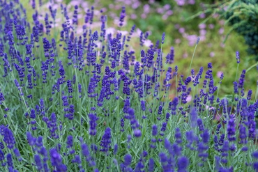 Field of lavender